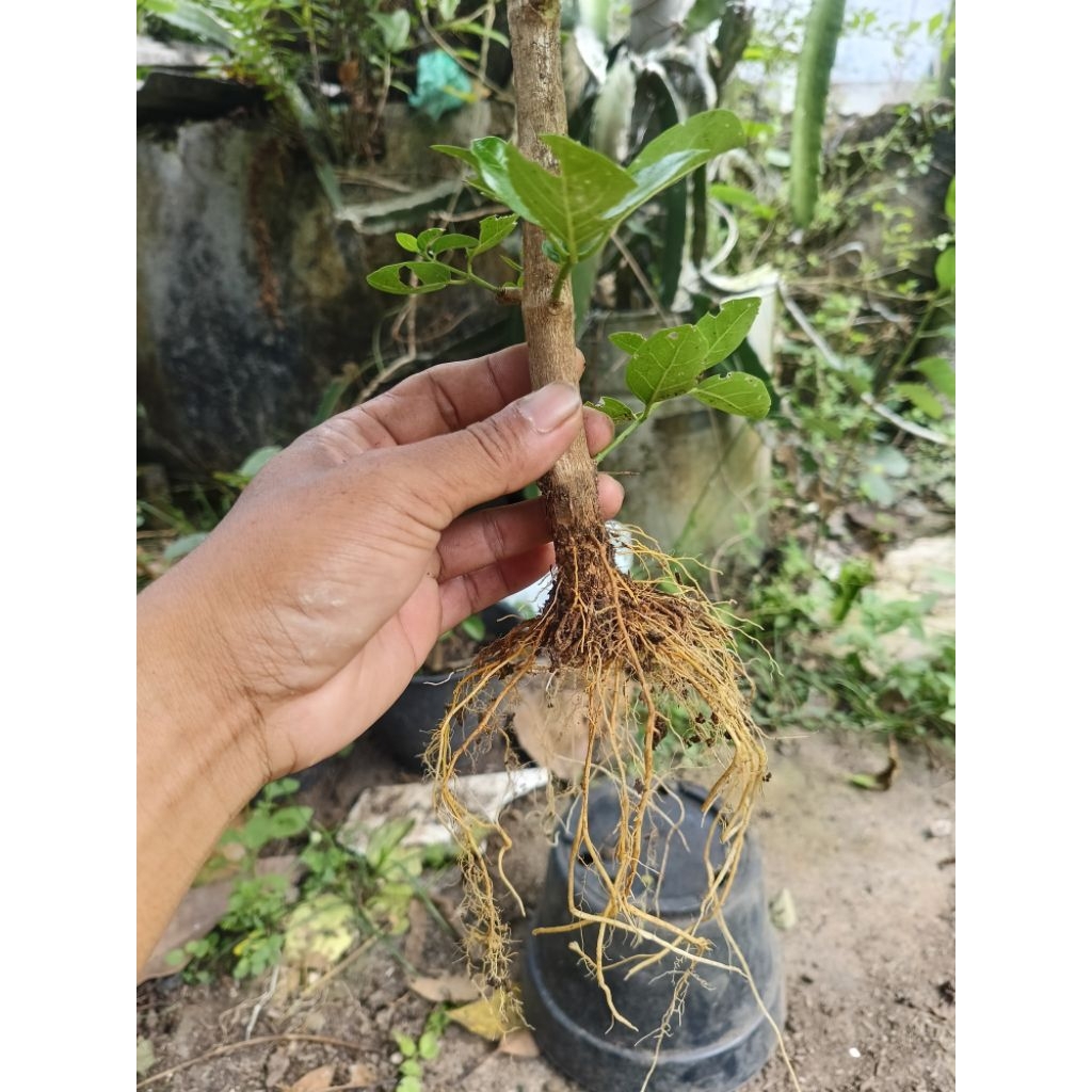 sancang hasil cangkok