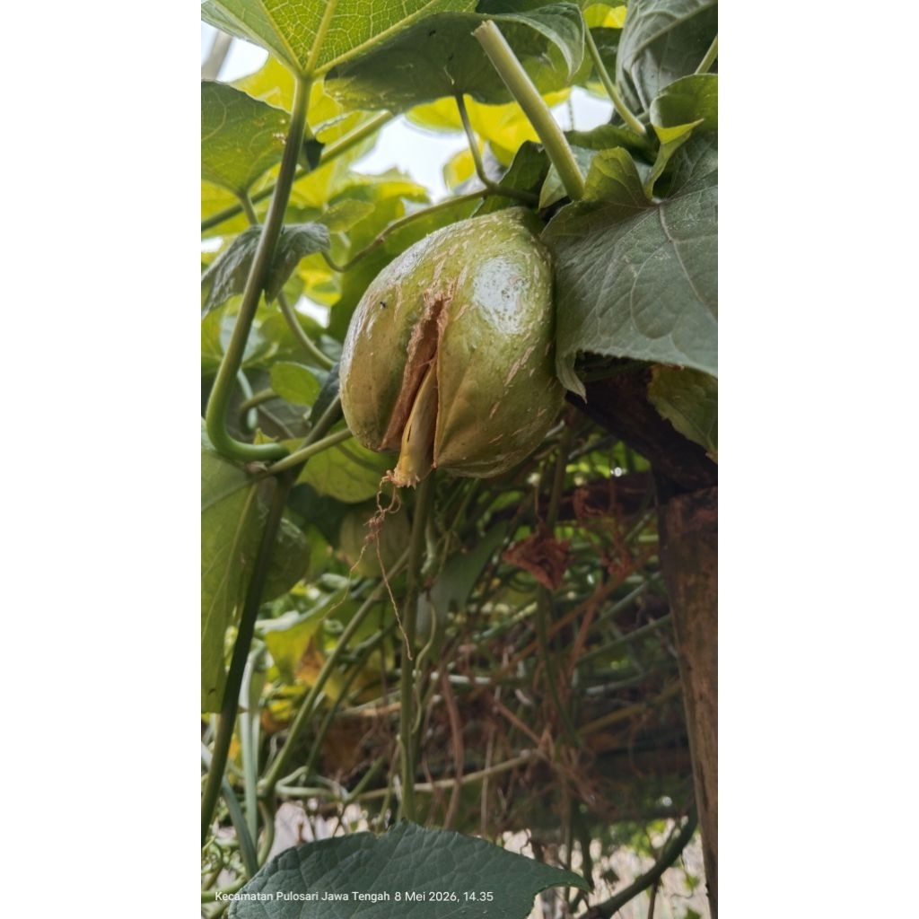 Benih Labu Siam Baby Unggul (Isi 1 Biji) - Bibit Sayur Jipan Kecil Fresh & Mudah Tumbuh