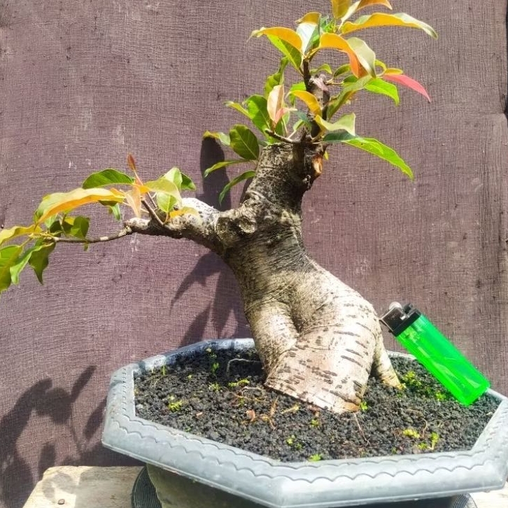 bahan bonsai ficus bunut merah (ficus glabella) ngepen cakep realpic