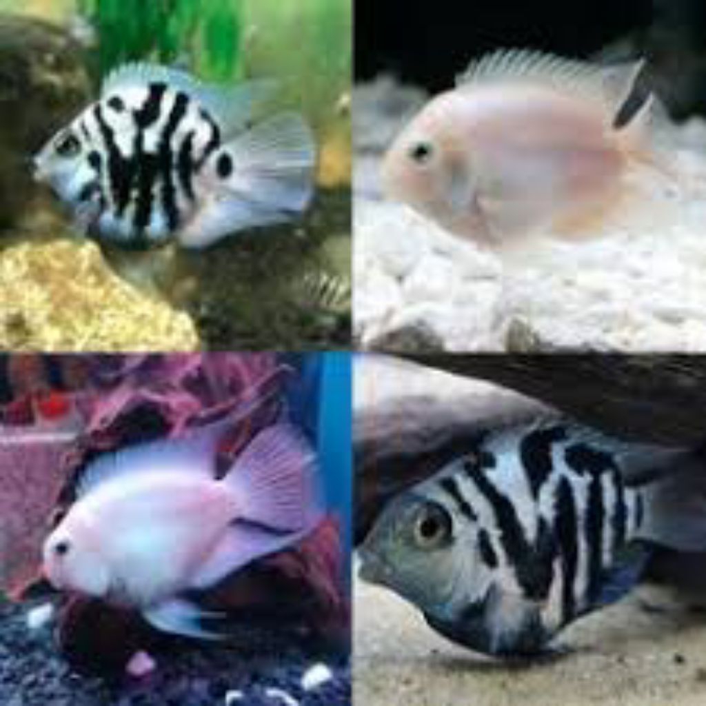 blue polar & white polar