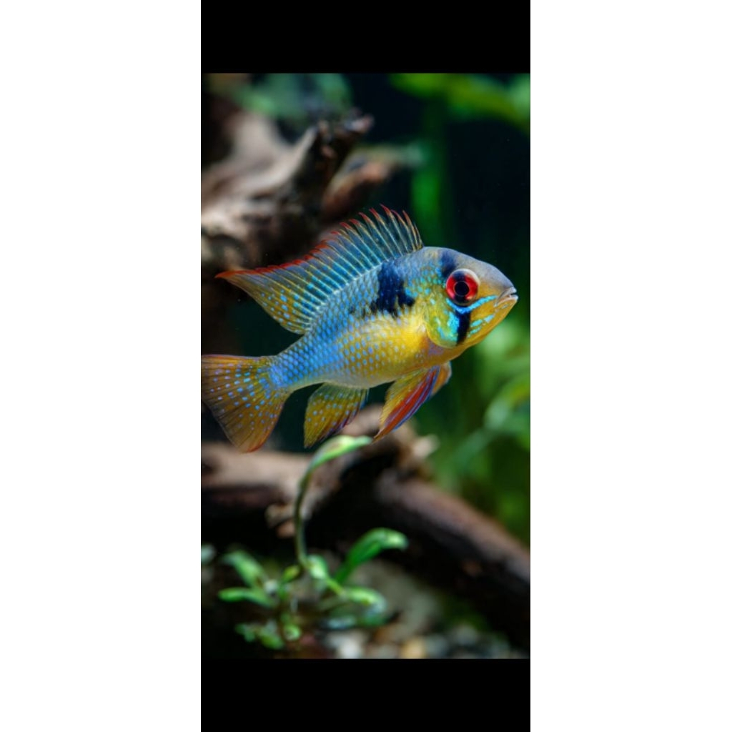 ikan ramirezi ikan ramirezi