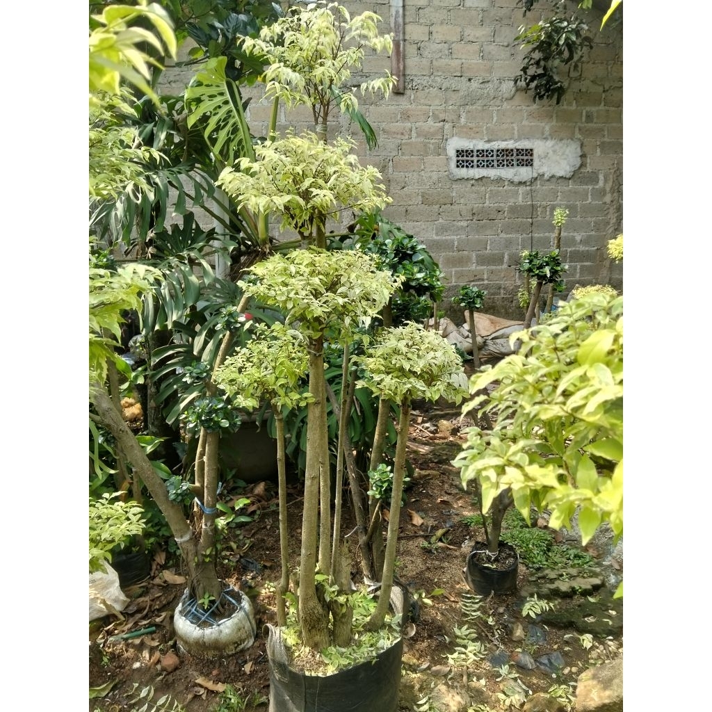 Bonsai Anting Putri tinggi 180cm full bonsai Anting Putri dewasa bonsai taman anting Putri