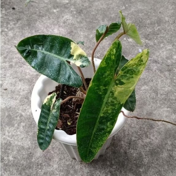 BabyPlant - Philodendron Billietiae Varigata / kabel busi var