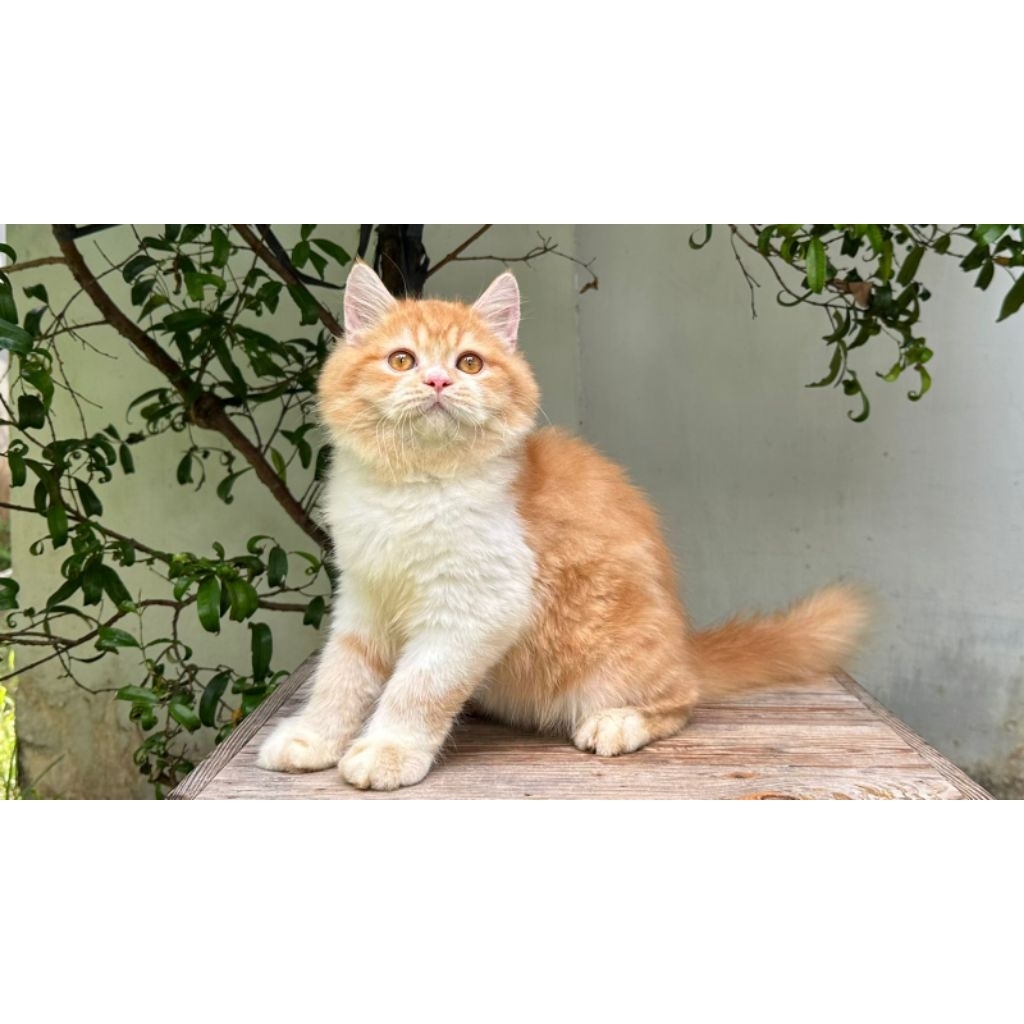 KUCING PERSIA JANTAN 4 BULAN OREN PUTIH