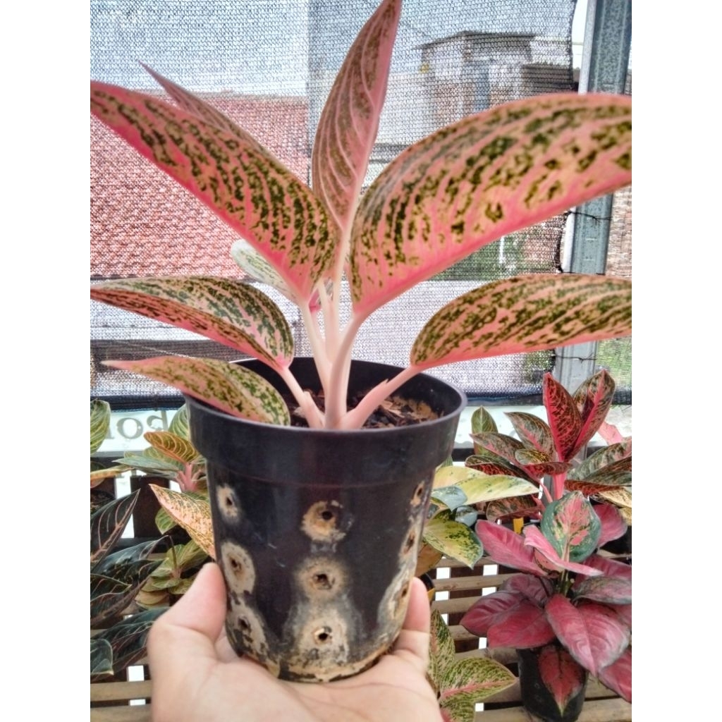 aglonema legacy merah