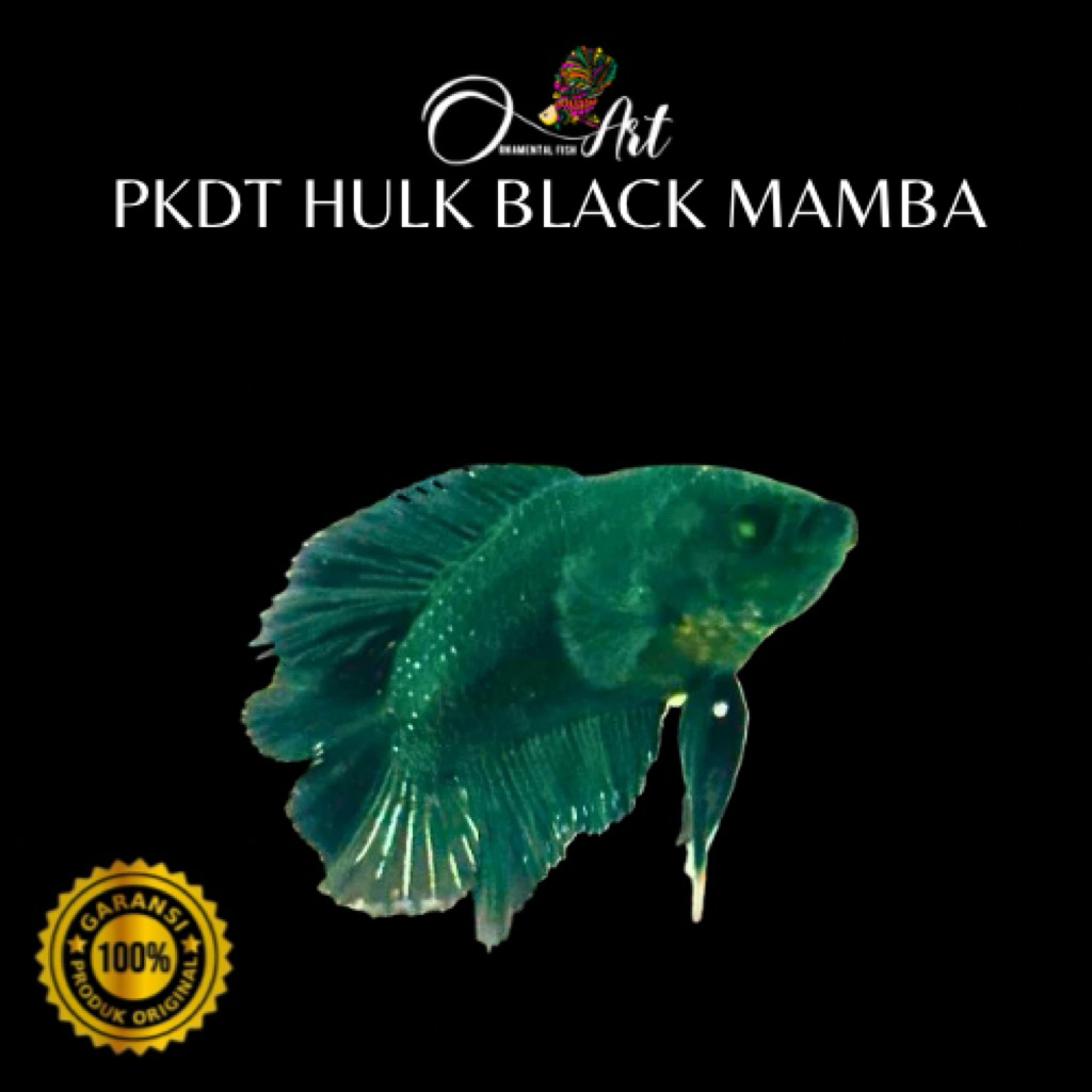 (Pkdt Hulk Black Mamba) Jantan Hiasan Aquarium Dekorasi