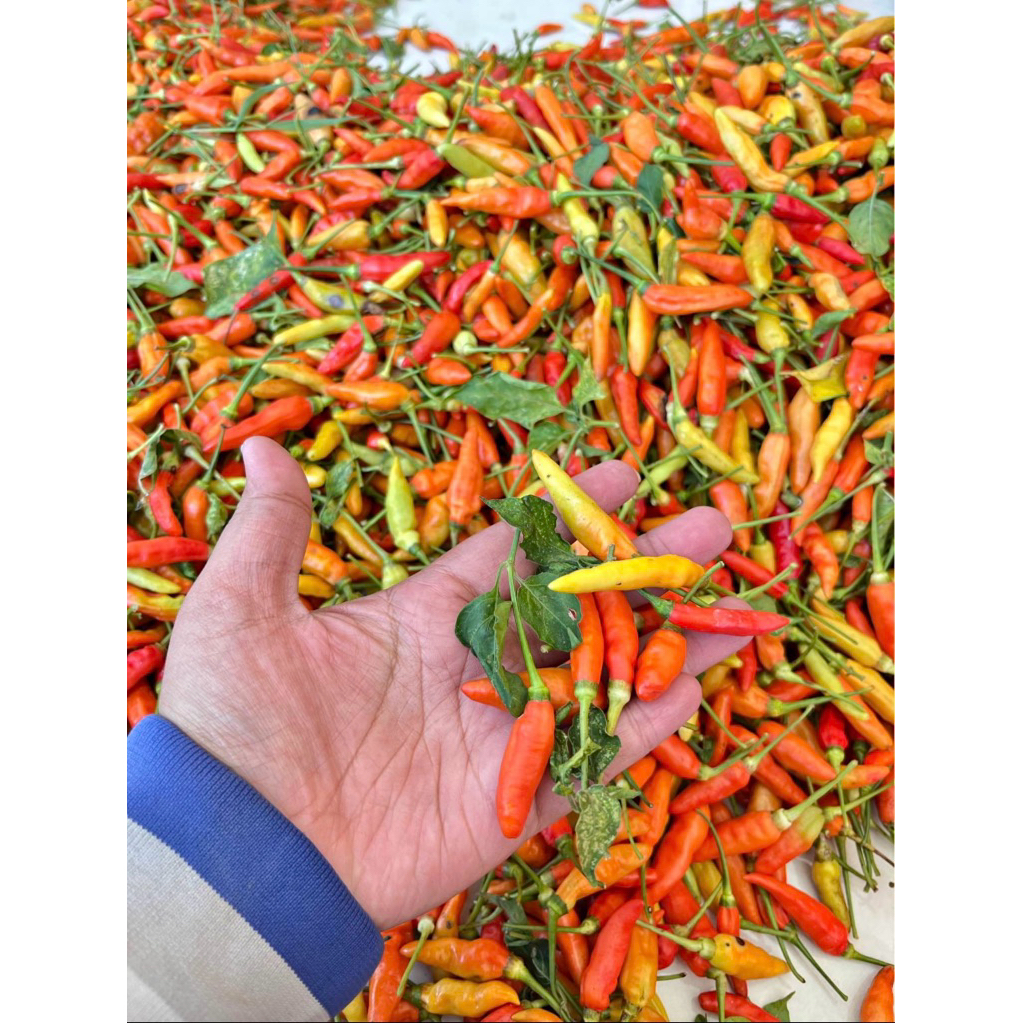 LOMBOK RAWIT,Lombok kecil,lombok rawit,pedas dan murah