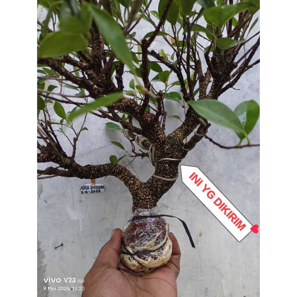 bahan bonsai kimeng  cangkokan prospek