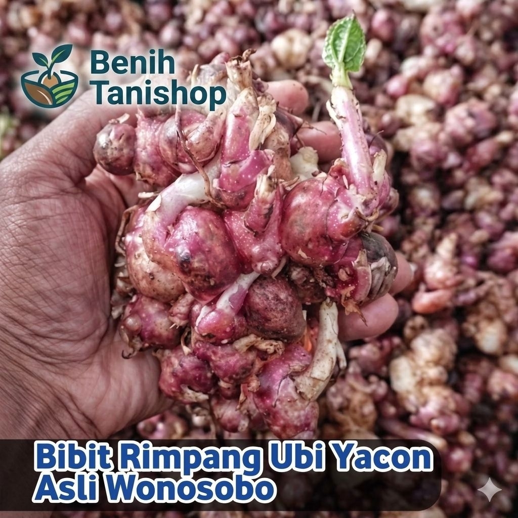 1 KG Rimpang Bibit Umbi Yakon, Mudah Tumbuh Kualitas Super-Rimpang ubi Yakon