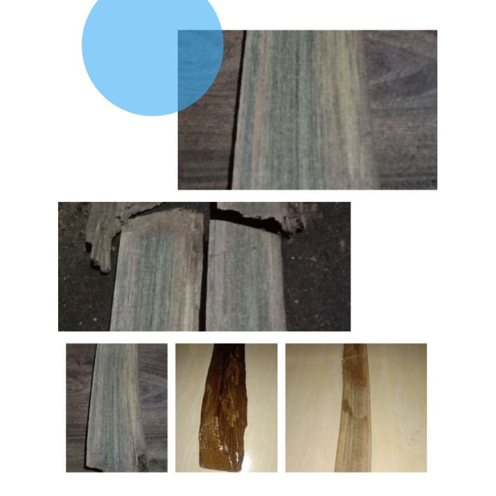 kayu bertuah sempu mati alam