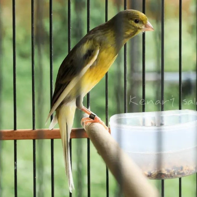 Burung Kenari F1SF Jantan Gacoran Bergaransi Hijau Botol