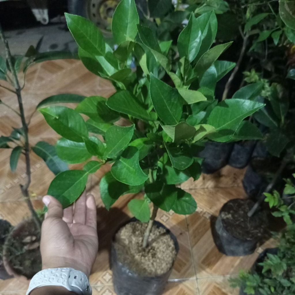 jeruk pamelo madu