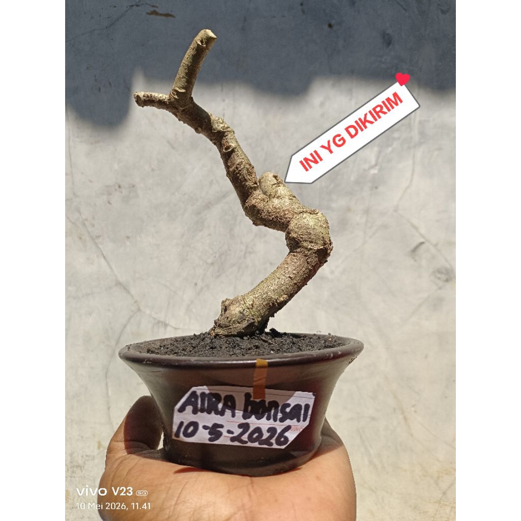 bahan bonsai waru lokal