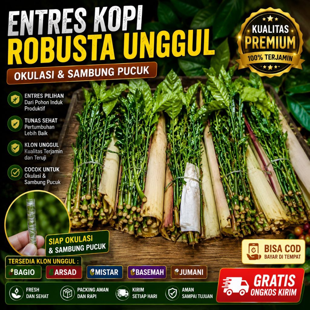 Bibit Entres Kopi Robusta Varietas Klon Bagio Arsad Mistar Basemah Jumani Unggul | Batang Ranting St