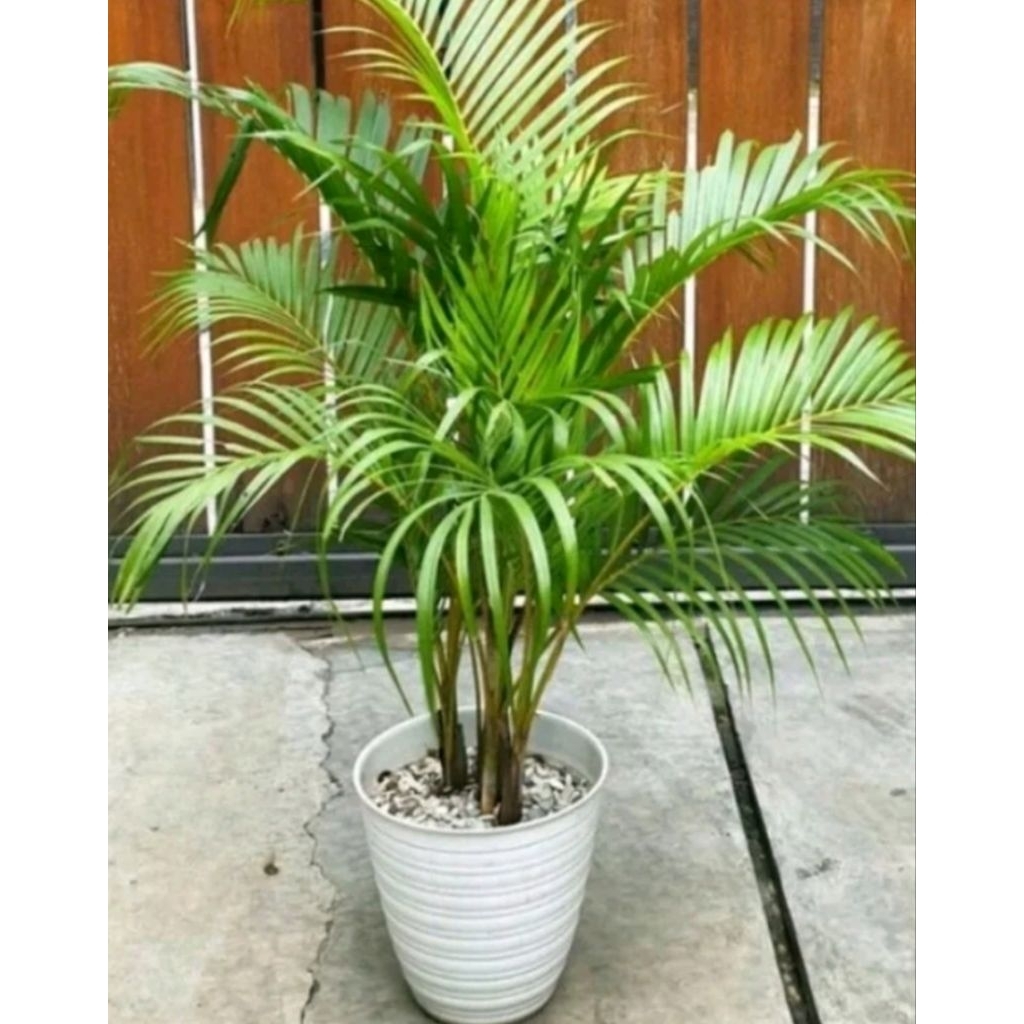 tanaman palem kuning + pot tinggi 60cm