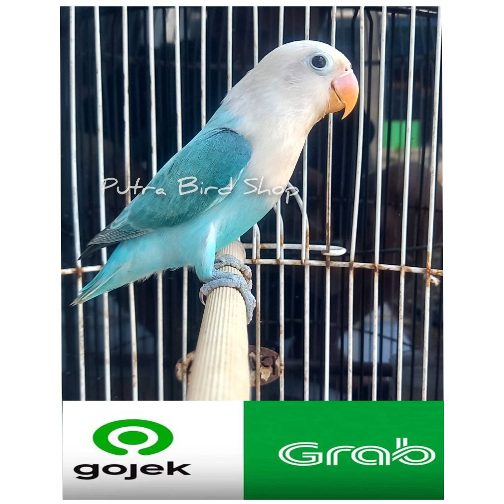 Love Bird Biola Ewing Blue Paud/Balibu
