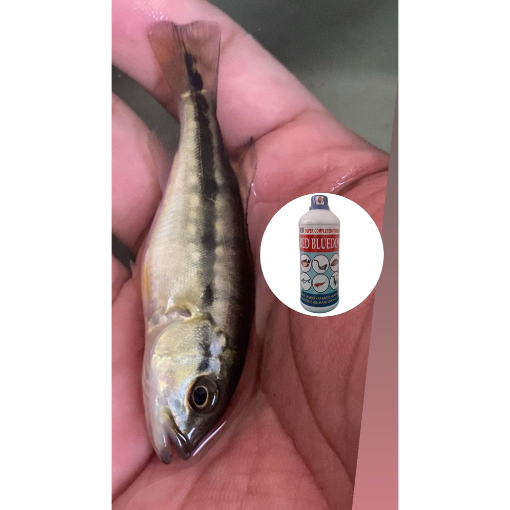 Obat ikan khusus ikan pbass fogo ukuran 8-9 cm