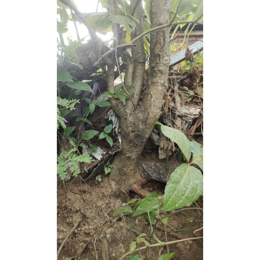 bahan bonsai murbei jumbo di dongkel saat ada orderan masuk untuk tinggi menyesuaikan berat 10kg