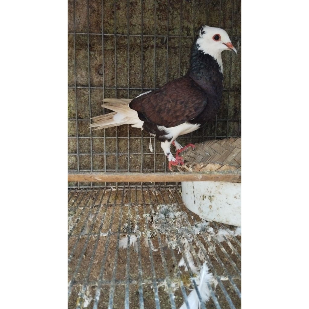 Sepasang Merpati Blantong ekor putih Giring