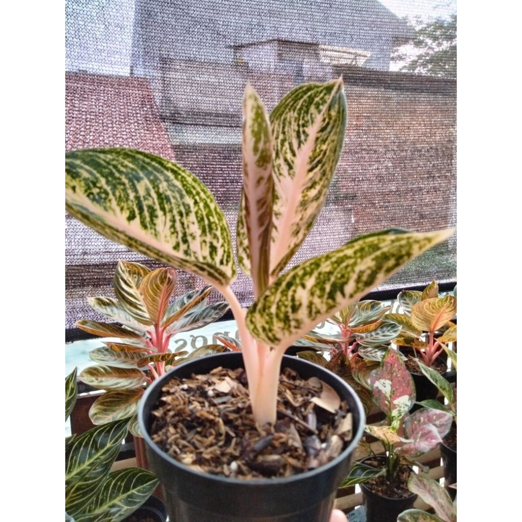 aglonema Widuri putih