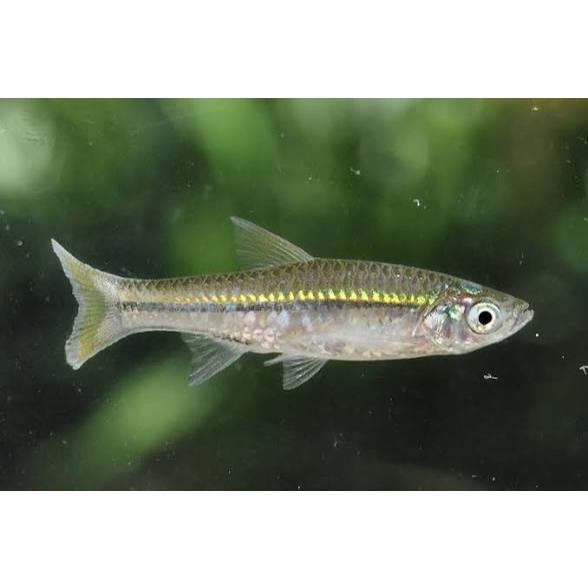 Ikan Wader Pari// Lunjar Pari / Rasbora Argyrotaenia GARANSI IKAN HIDUP