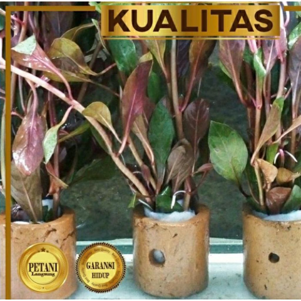 Ludwigia Peruensis / Red Malang Tanaman