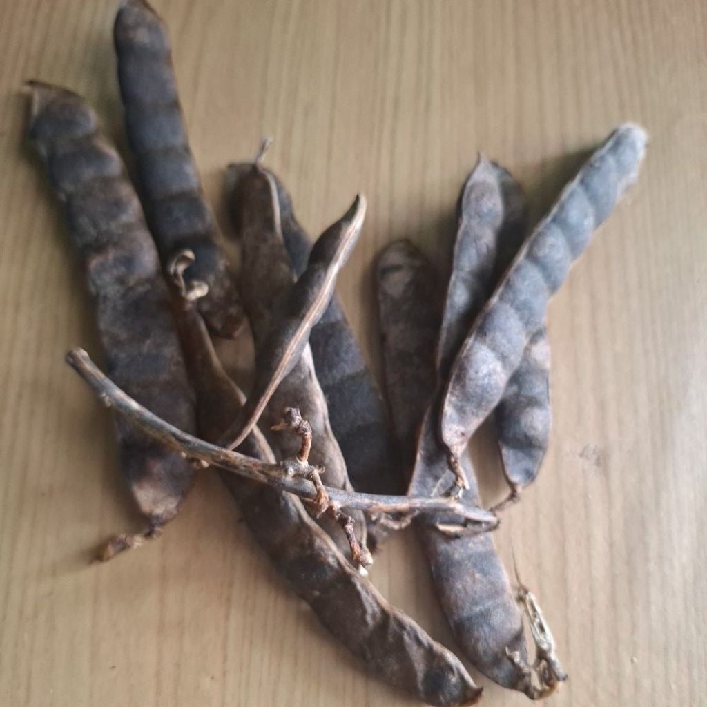 bibit bengkoang jumbo