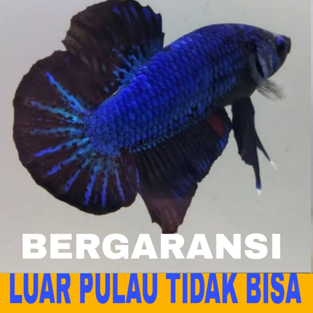 IKAN CUPANG PLAKAT isi 10  ASLI TULUNGAGUNG