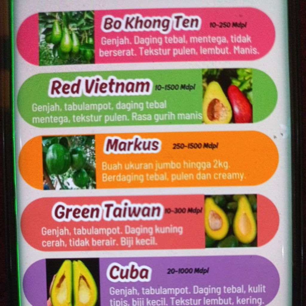 Bibit alpukat full media 10 kg