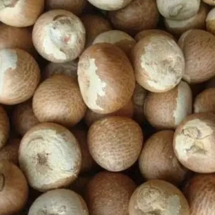 Biji Pinang Utuh Kering Awet Penuh Manfaat | Biji Buah Pinang Jambe Terbaik Original