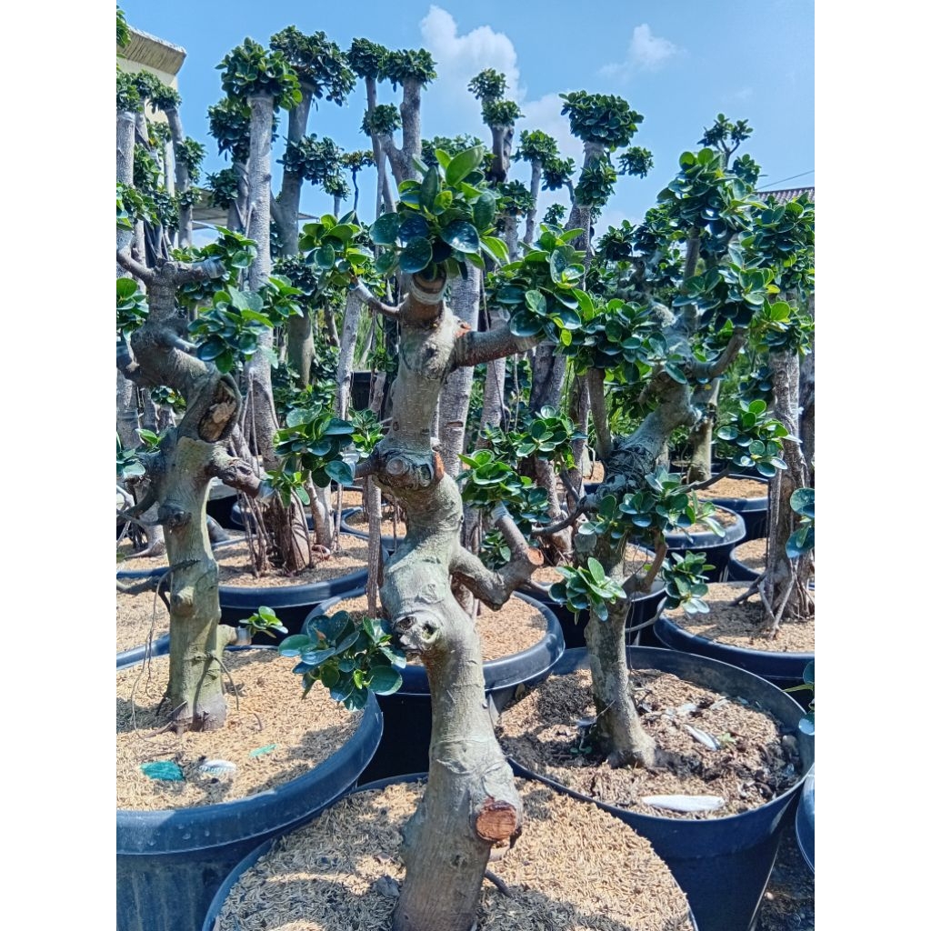 Beringin Dolar Micro  Model Bonsai Tinggi 60-70cm