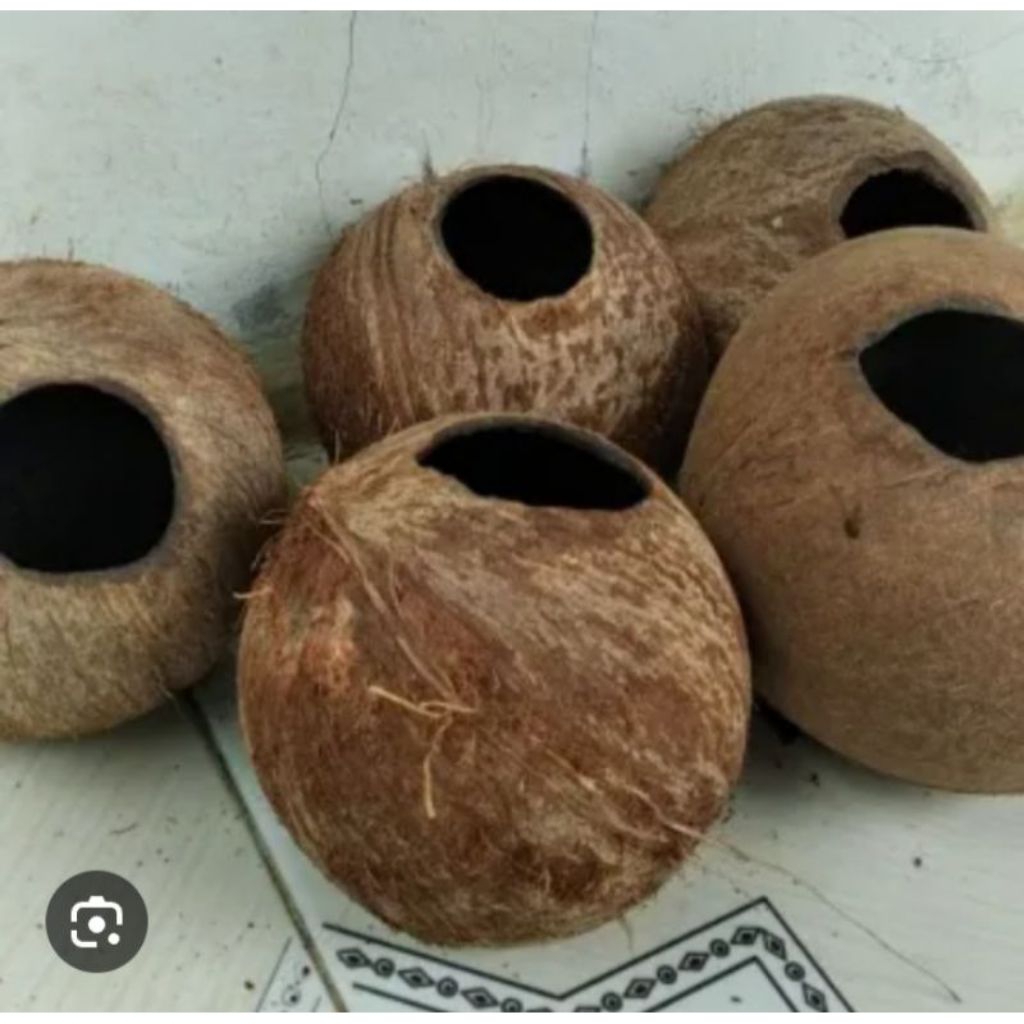 Tempurung Kelapa / Batok Kelapa Murah