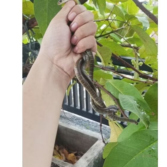 Hasil Kebun Sendiri Ptyas Koros CB