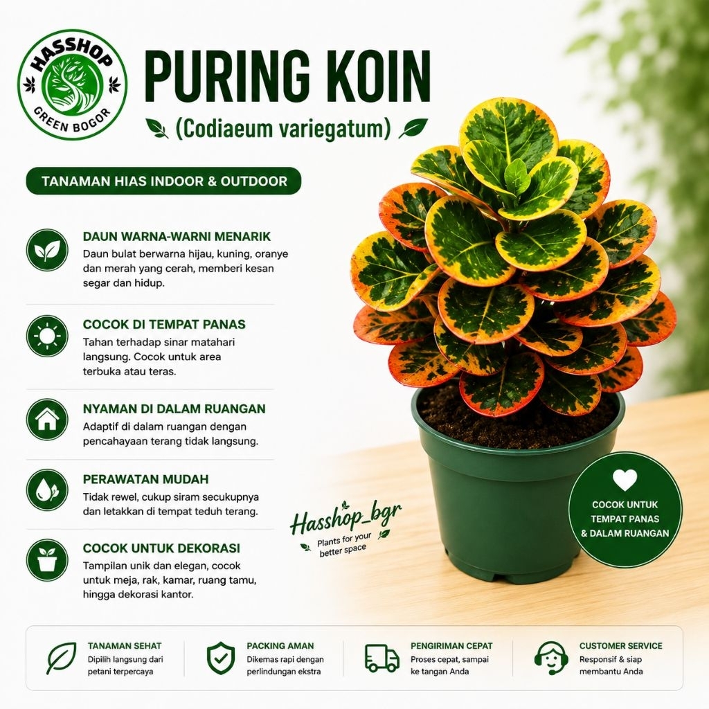 Tanaman Hias Puring Koin Rimbun Murah Tanaman Puring