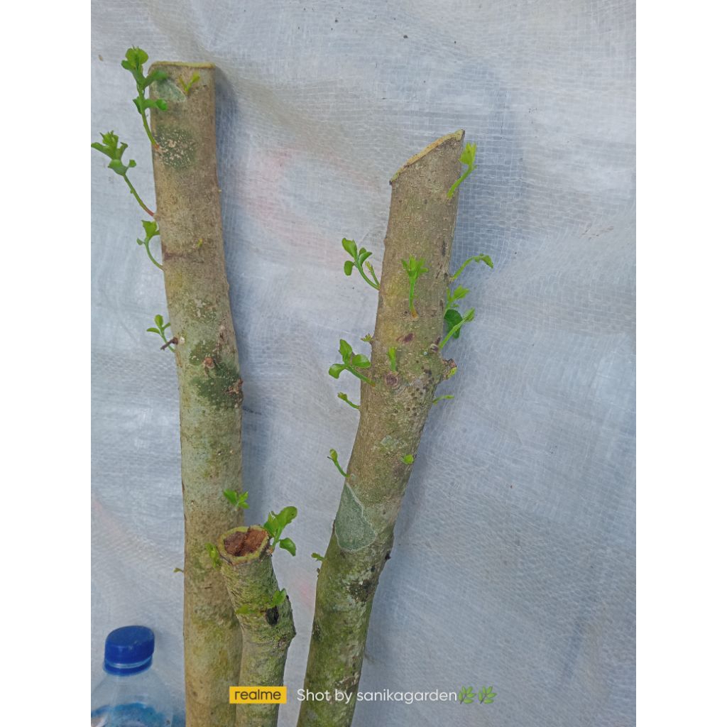 BAHAN BONSAI RUKEM/RUKAM PUCUK MERAH