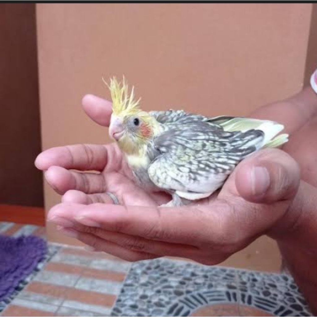 Burung parkit Australia anak lolohan