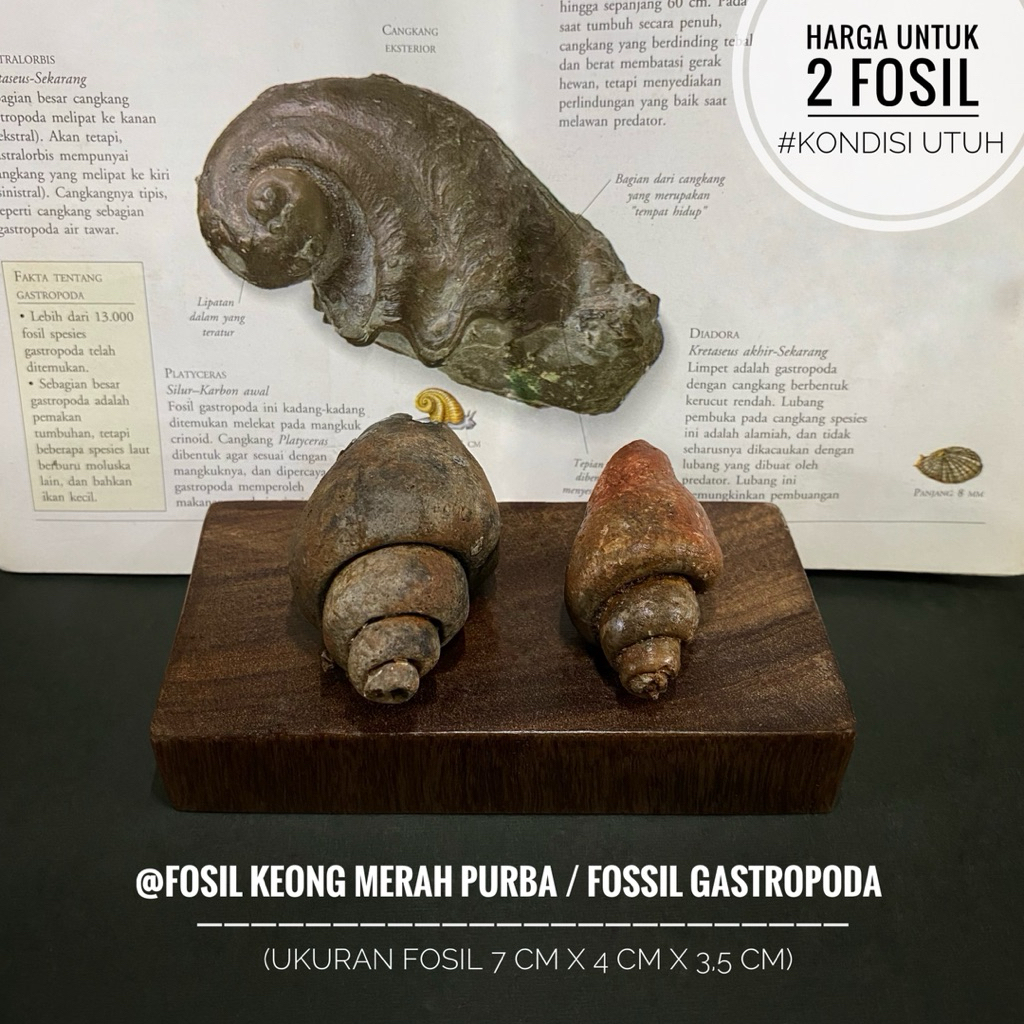 Fosil Keong Purba Merah A38 atau Fossil Gastropoda atau Fosil Kerang atau Fosil Kol Buntet Alam atau