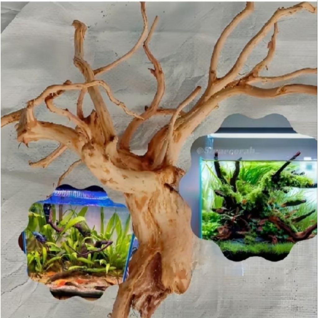 Akar kayu besar aquascape aquarium