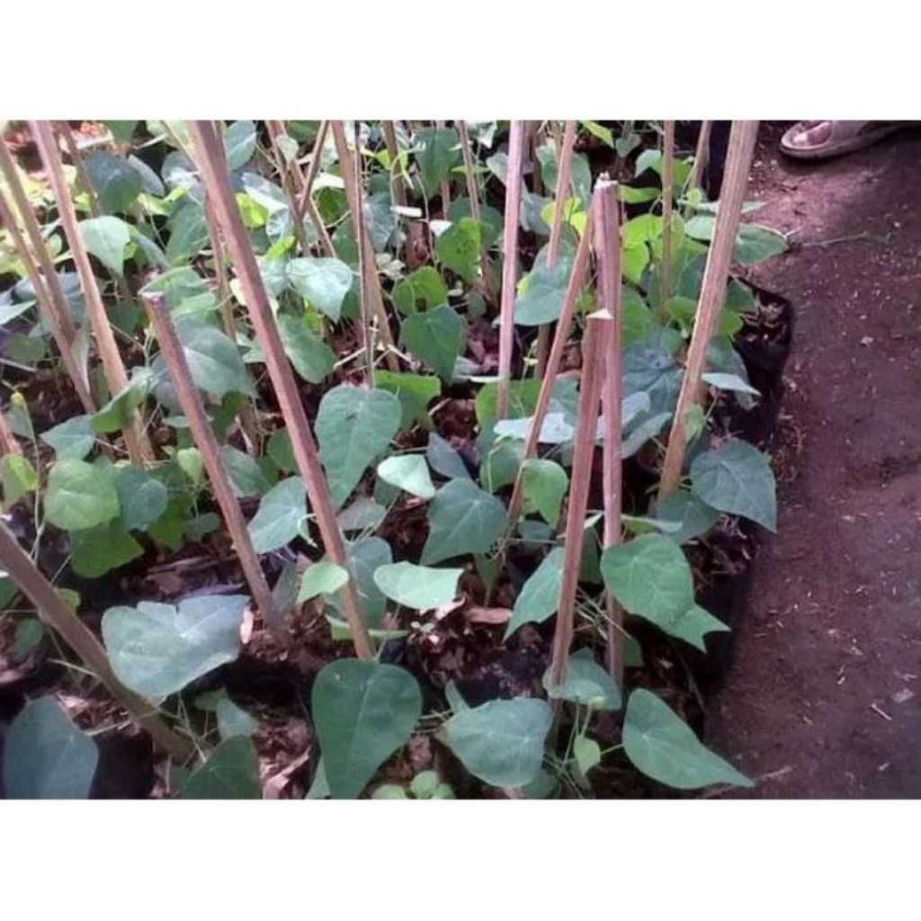 bibit cincau bulu bibit cincau rambat