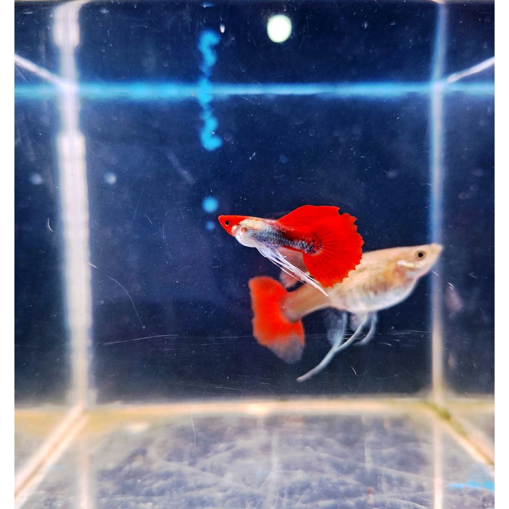 Hiasan aquarium mainan guppy prt koi reborn