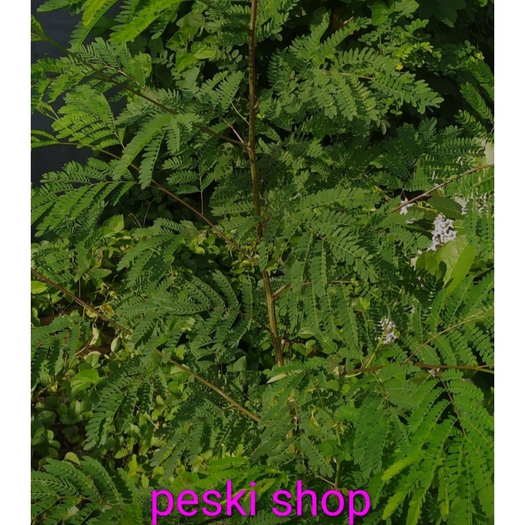 TERMURAH DAUN LAMTORO SEGAR,