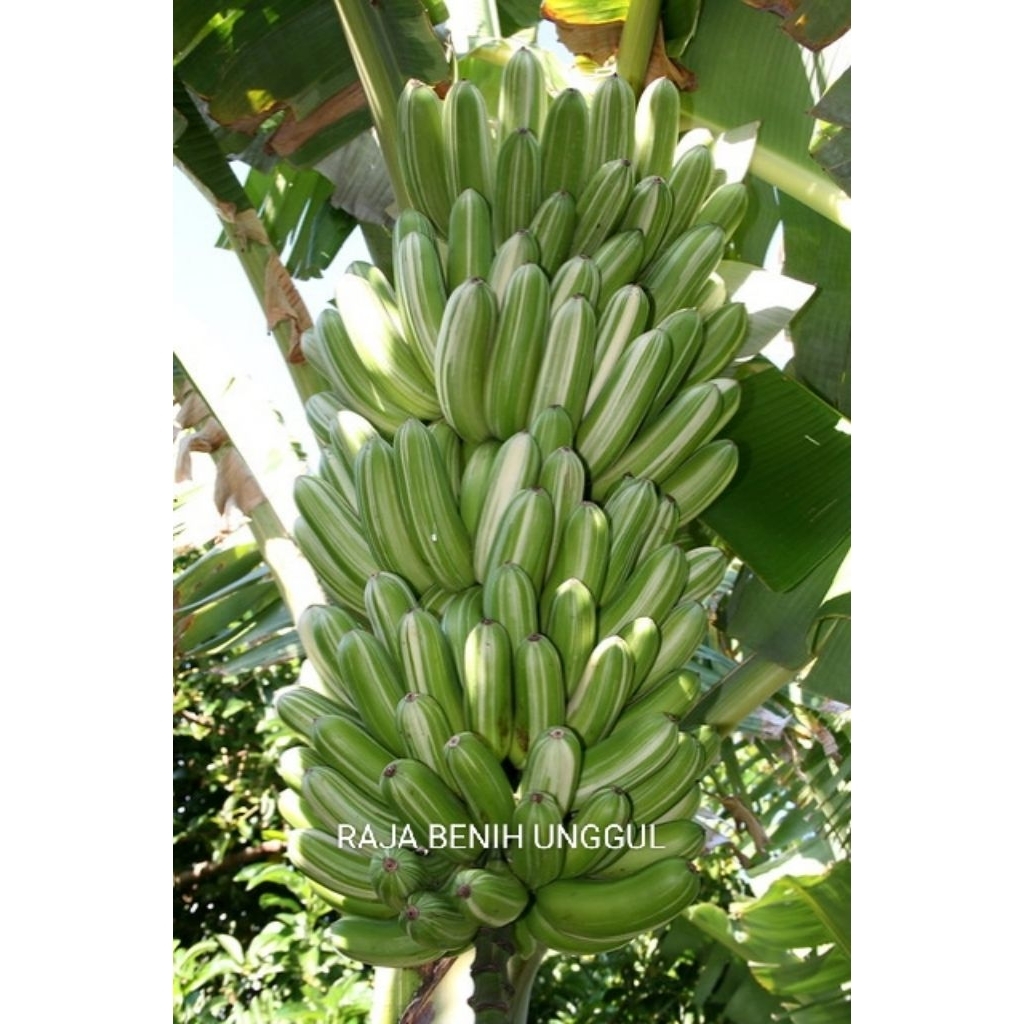 BIBIT BUAH PISANG VARIGATA CUKUP LANGKA STOK TERBATAS