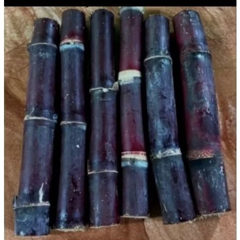 Bibit Tebu Hitam Tebu Wulung Tebu Ireng Siap Tanam