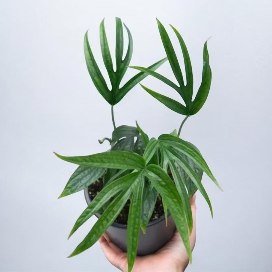 Tanaman Hias Amydrium Zippelianum