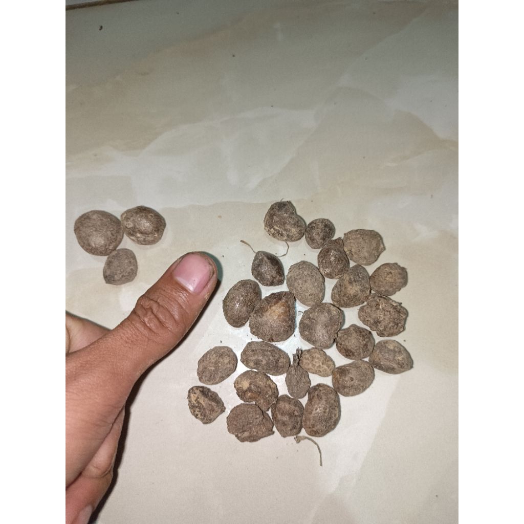 benih PORANG  siap tanam
