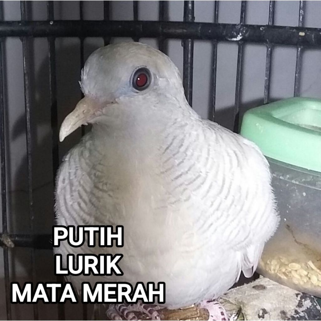 Perkutut Putih Lurik Mata Merah