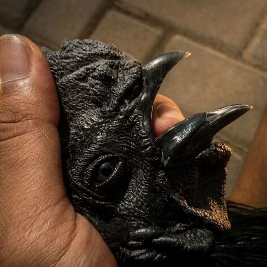 Ayam Cemani Super Hitam Usia 5  Bulan Lidah Hitam Pekat