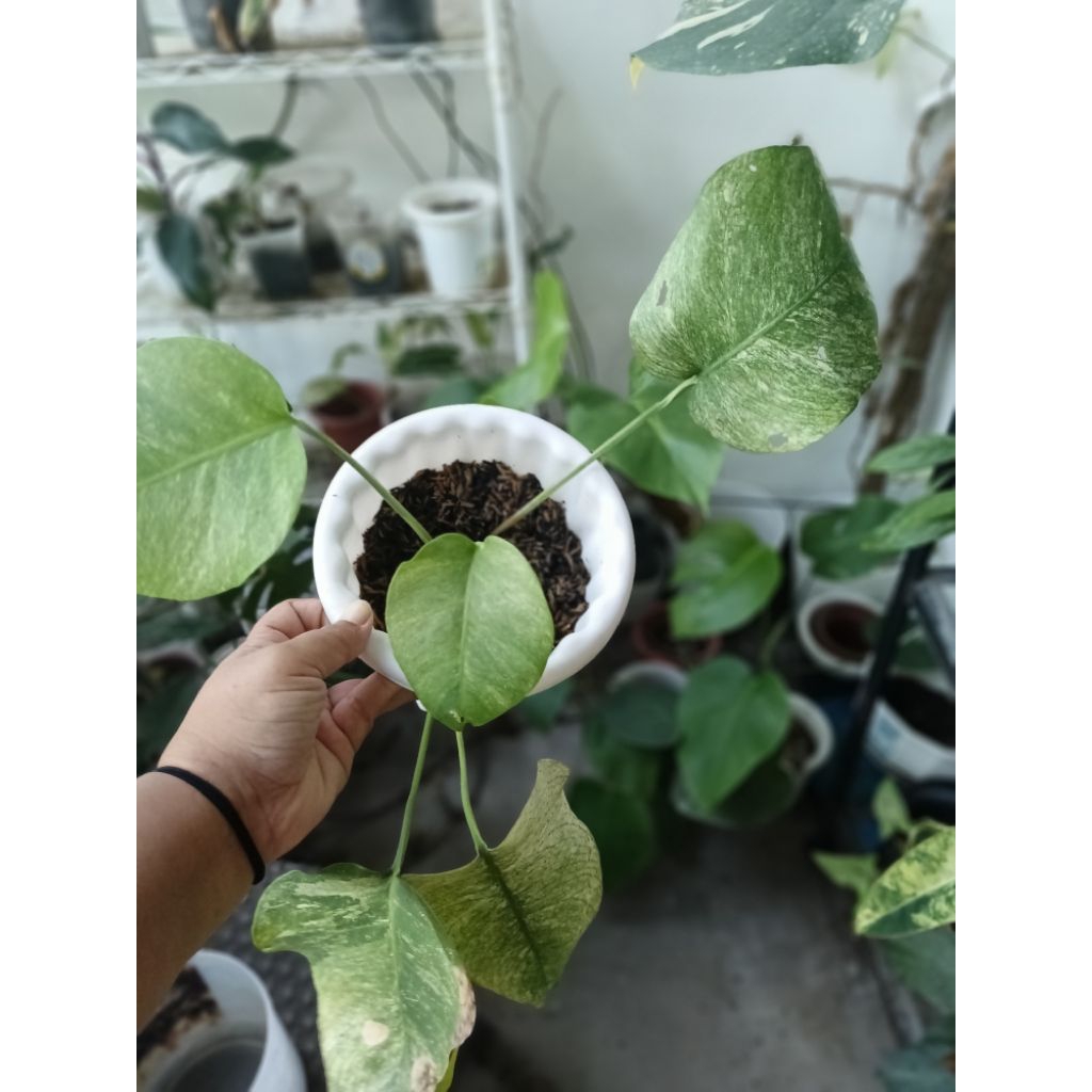 monstera white mint