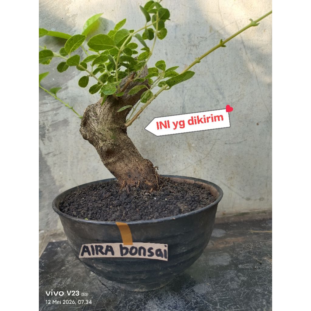 bahan bonsai sancang variegata The max