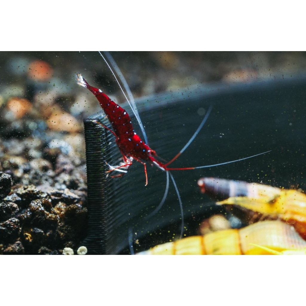 whitespot Sulawesi shrimp elite